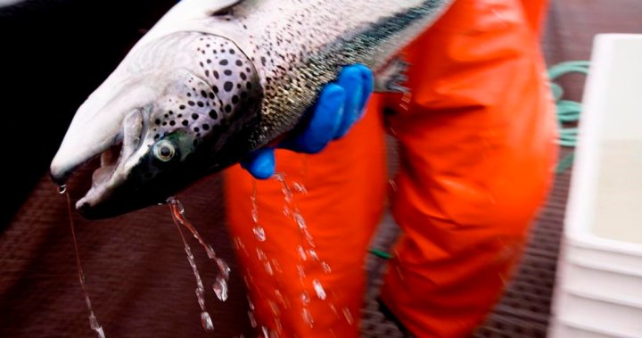 Federal decision to shut down B.C. salmon farms prompts company court challenge