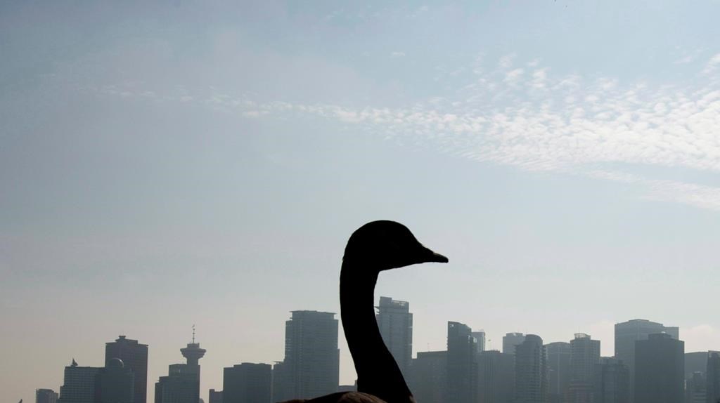 The Vancouver Board of Parks and Recreation is asking residents to keep an eye out for nesting Canada geese so that staff can replace their eggs with ones that have been frozen to help control the population. A Canadian Goose is silhouetted against the Vancouver skyline as it walks along the seawall in Stanley Park, Tues. Oct. 15, 2013.