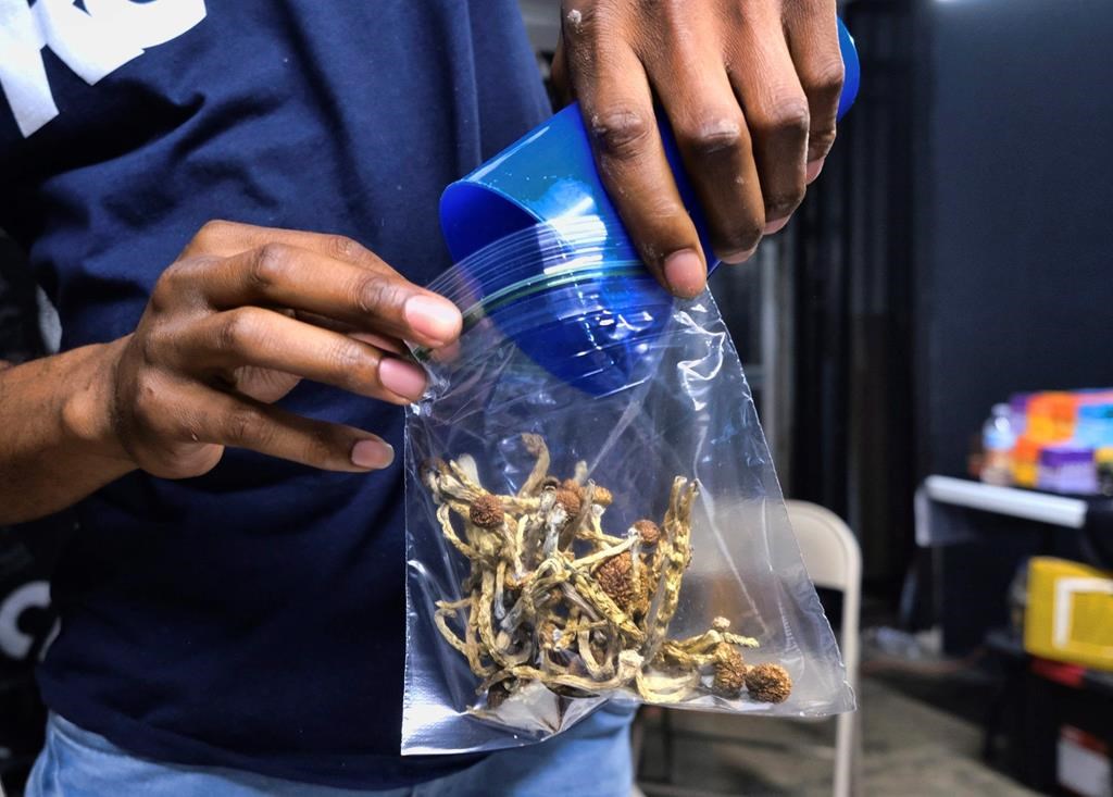 A vendor bags psilocybin mushrooms at a cannabis marketplace in Los Angeles, Friday, May 24, 2019. A lawyer alleged Tuesday Canada's government violated the constitutional right to life, liberty and security of hundreds of patients who are on a waiting list to access psilocybin-assisted psychotherapy by rejecting applications from health-care professionals requesting permission to ingest restricted drugs as a part of their training to provide the service. THE CANADIAN PRESS/AP-Richard Vogel.
