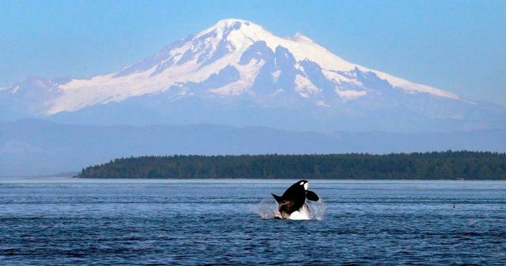 New federal rules aim to protect endangered orcas, but do they go far enough?