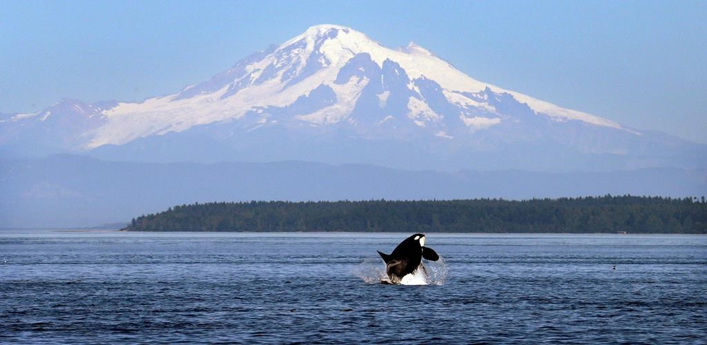 In this July 31, 2015, file photo, an orca whale breaches in view of Mount Baker, some 60 miles distant, in the Salish Sea in the San Juan Islands, Washington State. 