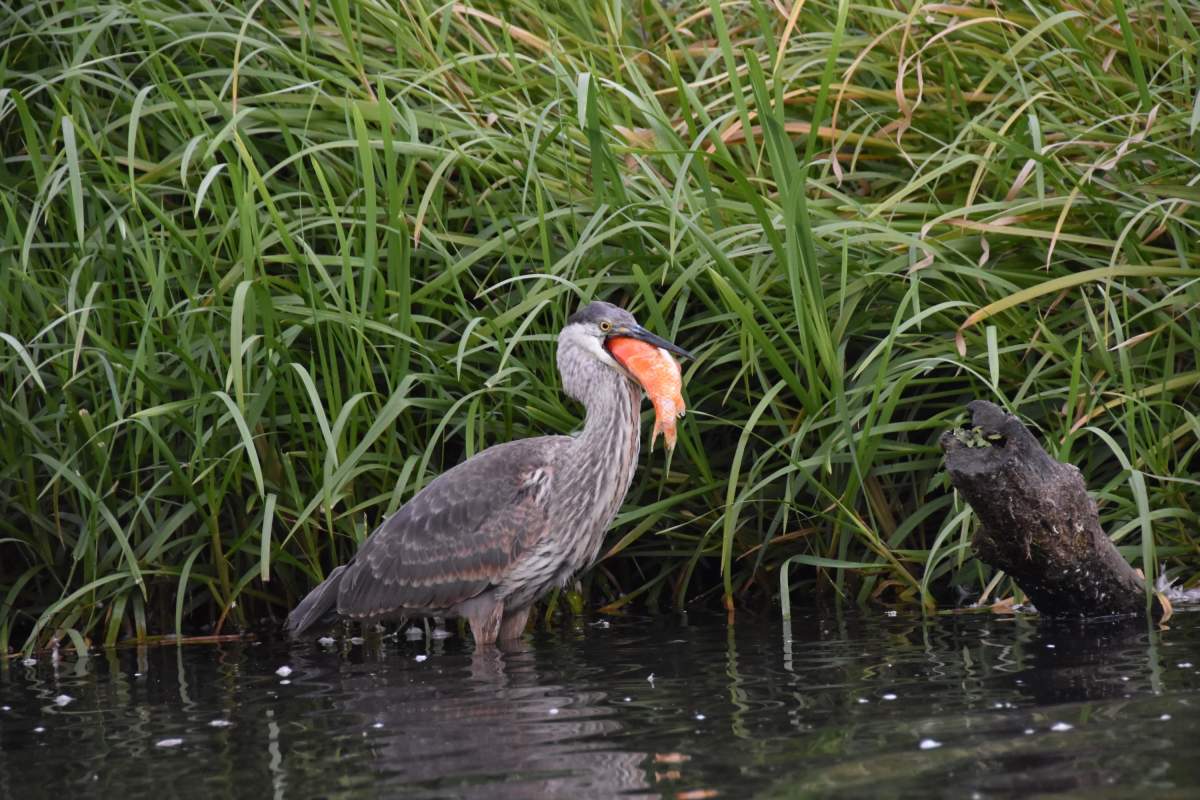 A heron is shown with a goldfish in its beak in Burnaby Lake in Burnaby, B.C., in this handout image. A researcher says pet owners dumping their unwanted goldfish into British Columbia’s waterways is putting native fish populations at risk.