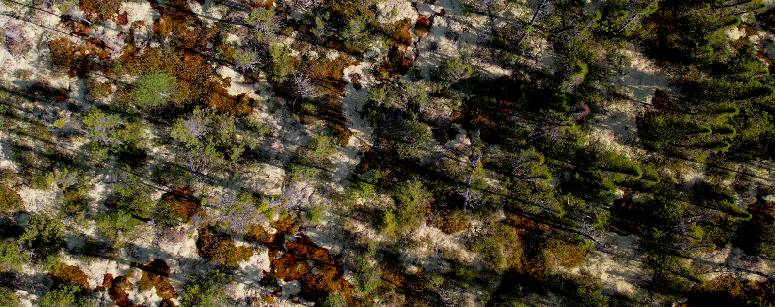 Treasure, conflict, and survival in Canada’s peatlands - image