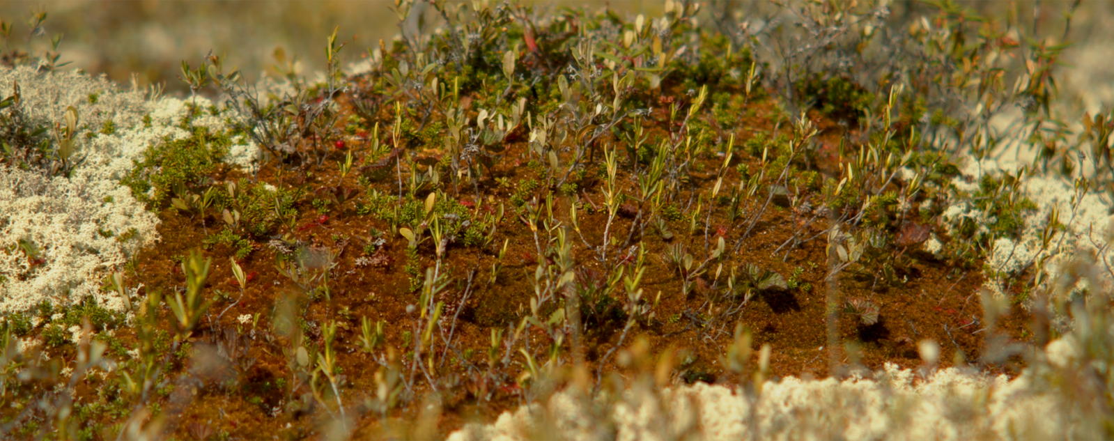 Treasure, conflict, and survival in Canada’s peatlands - image