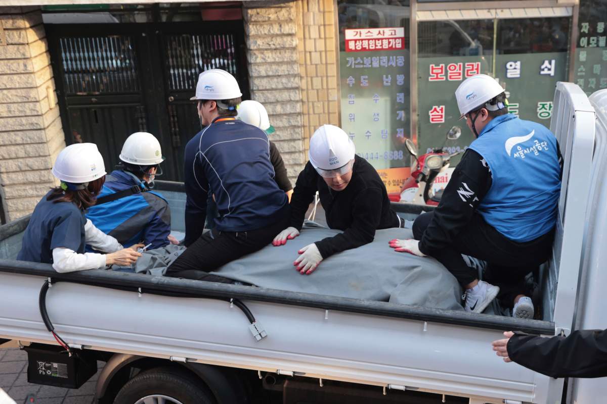 Authorities of Seoul Metropolitan Facilities Management Corporation transport a zebra which escaped from a zoo, in Seoul, South Korea, Thursday, March 23, 2023.