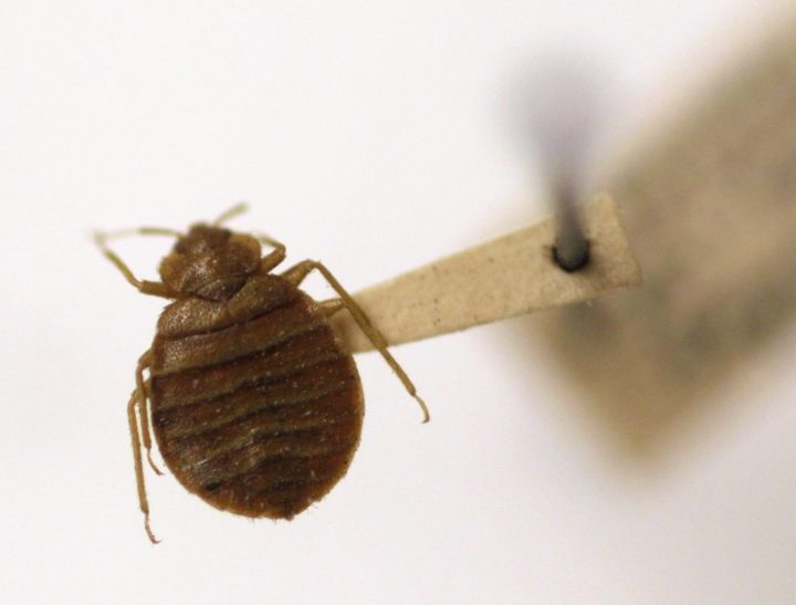 A bed bug is displayed at the Smithsonian Institution National Museum of Natural History in Washington in this file photo. 