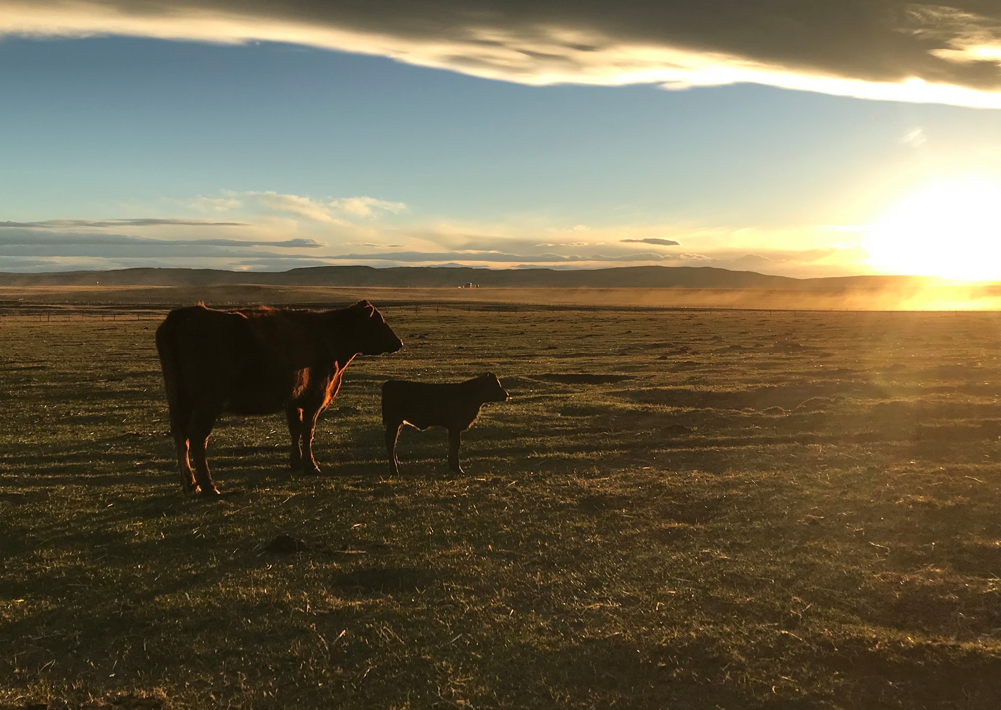 Manitoba announces reduced rent on agricultural Crown land