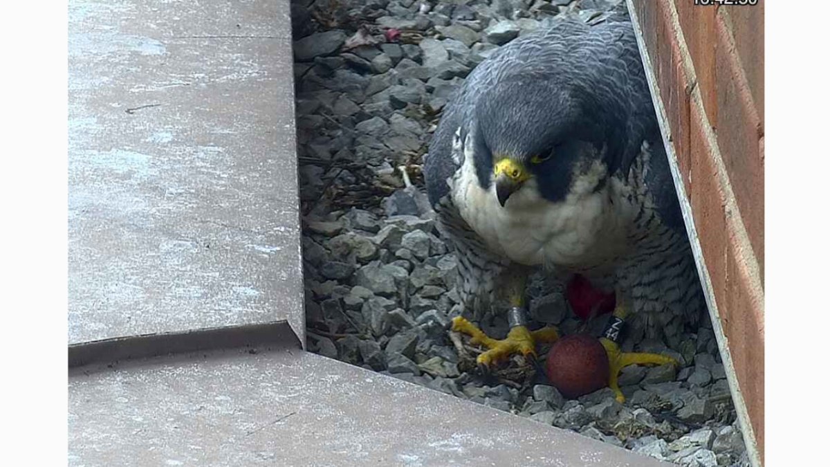 High atop the Sheraton Hotel in downtown Hamilton, Ont. is a picture of McKeever with a falcon egg. She laid three eggs for the 2023 nesting season.