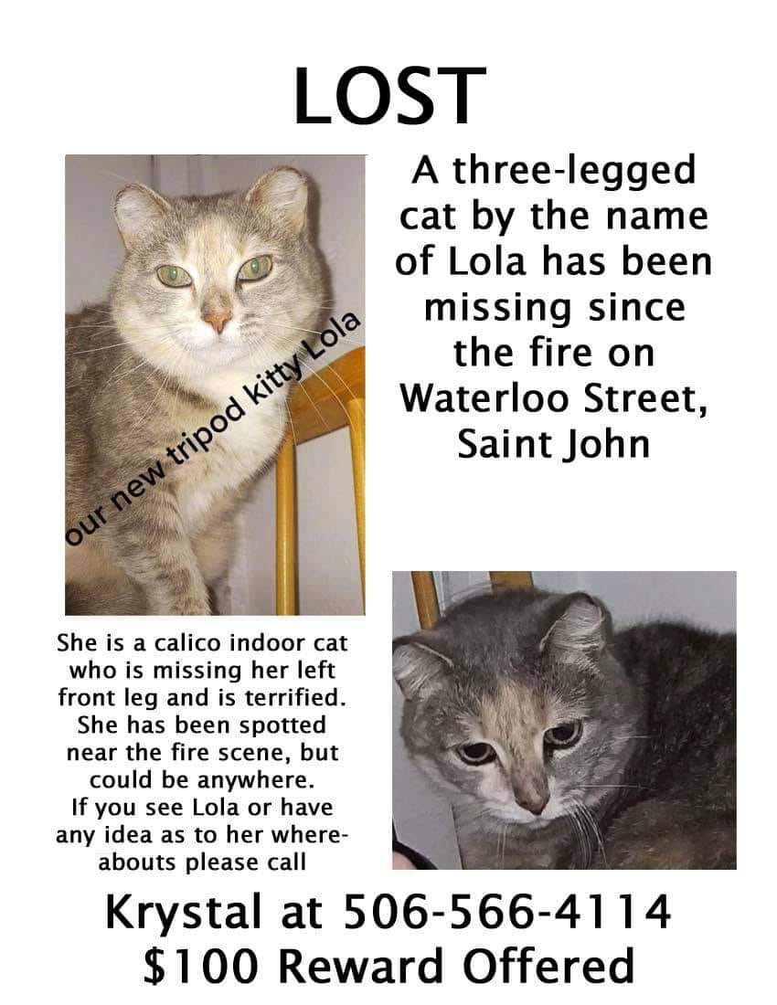 A $100 reward is being offered to help bring Lola home.