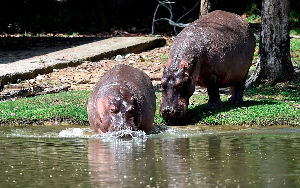 Pablo Escobar’s ‘cocaine hippos’ face deportation after multiplying across Colombia – National | 24CA News