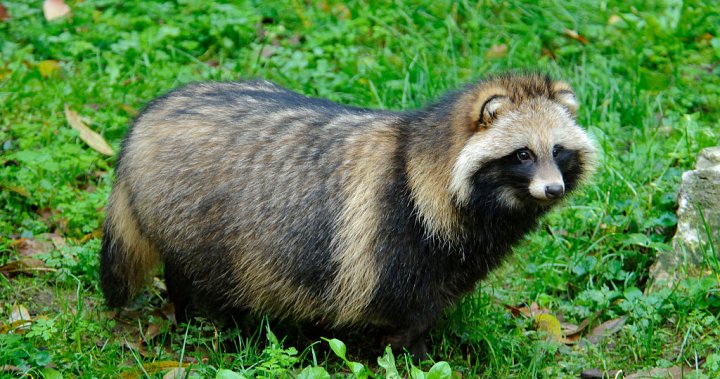 What is a raccoon dog and why is it being linked to COVID-19’s origin? – National | Globalnews.ca