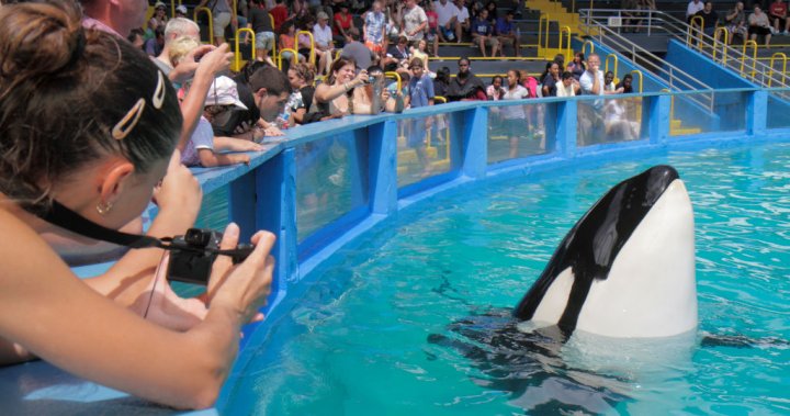 Orka Lolita ma zostać wypuszczona na „domowe wody” po ponad 50 latach niewoli