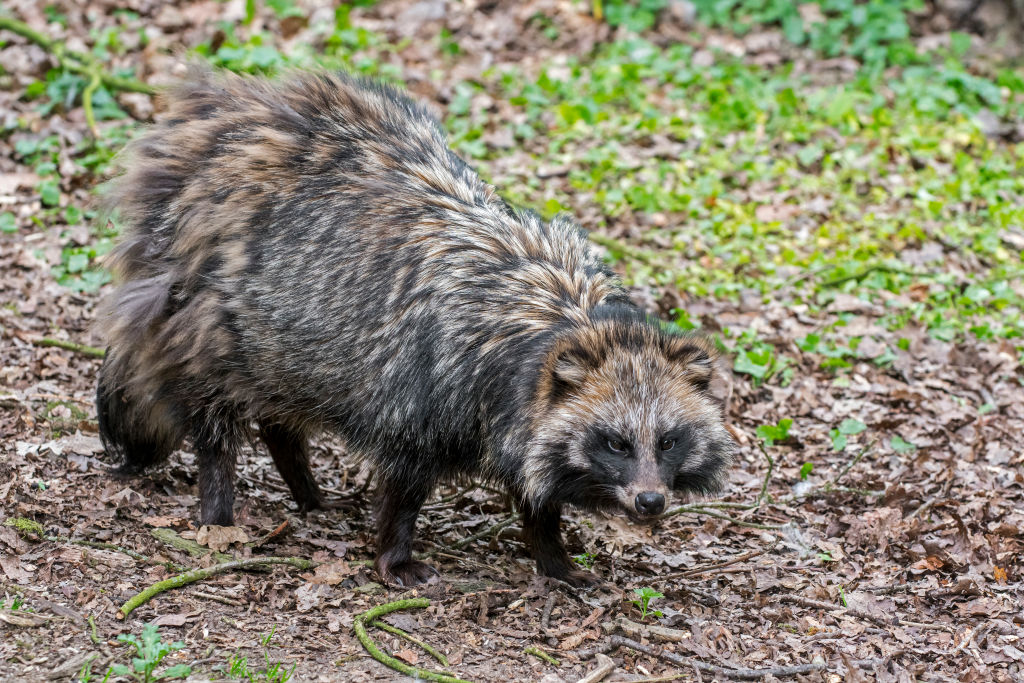 A raccoon dog is pictured foraging in forest and showing camouflage colours.
