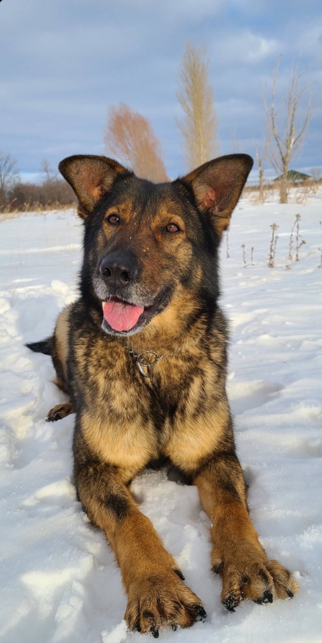 Police dogs were brought int o help track down a break-in suspect hiding in dense brush in the RM of Reynolds last week, RCMP say.