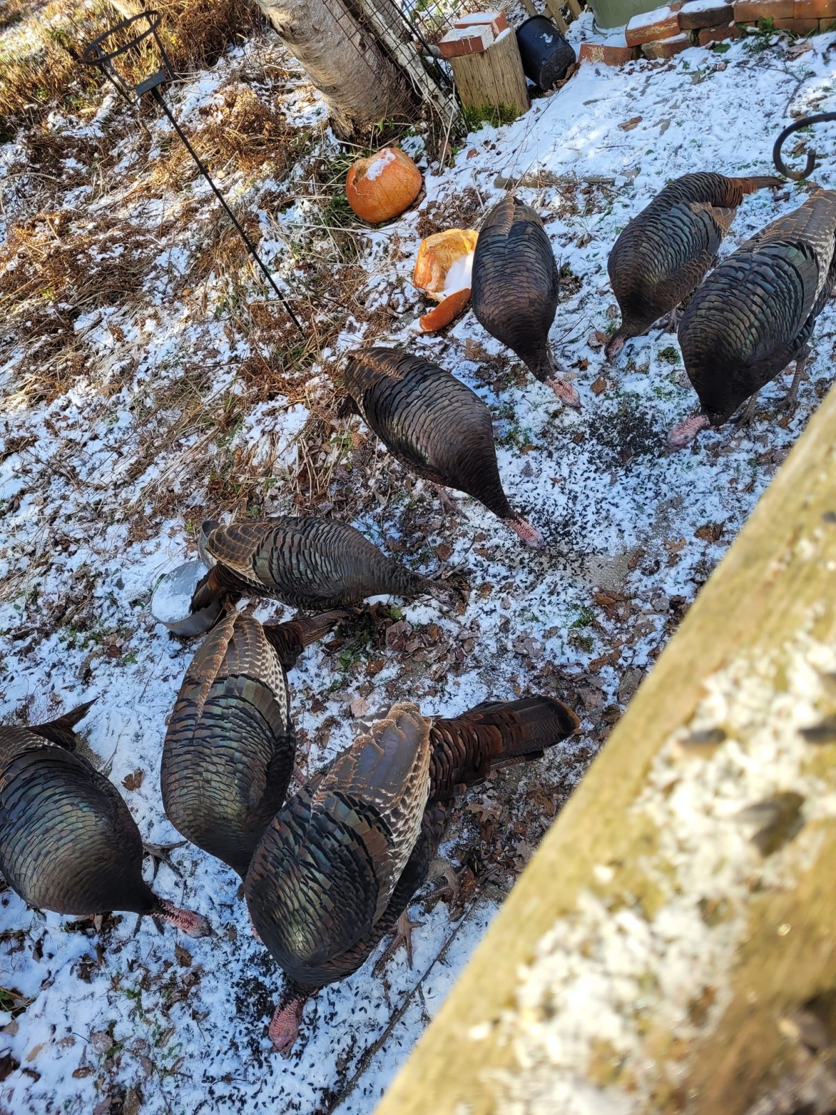 Leggs Learns That Wild Turkeys Have Wings - The Provincetown