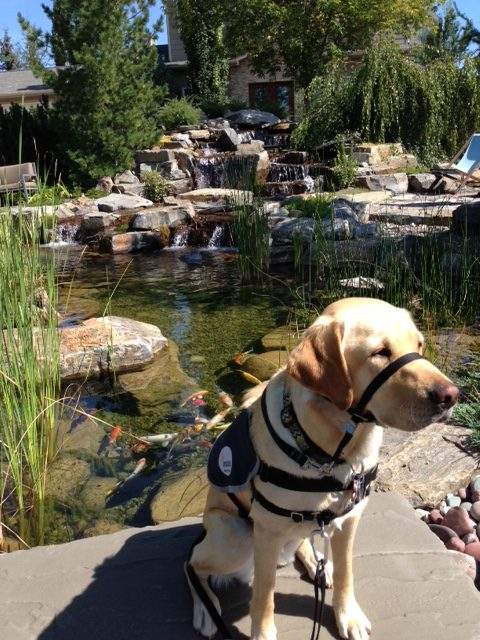 Parade of Ponds Tour - image
