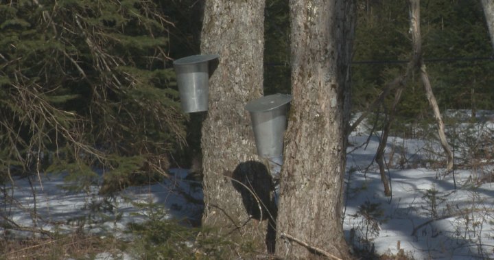 New Brunswick maple syrup producers nearing end of another strong season