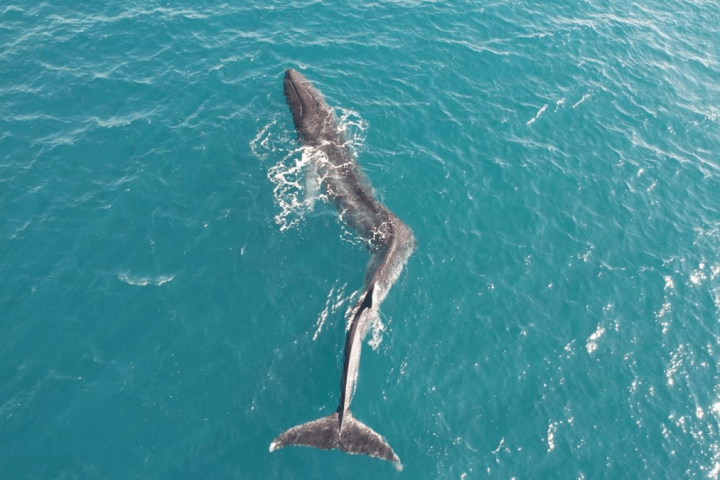 Impresionante video muestra a una ballena con la columna vertebral deformada y doblada nadando cerca de España