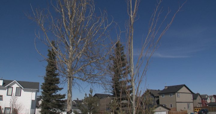 ‘Branching out’: Calgarians claim 2,000 trees to grow canopy