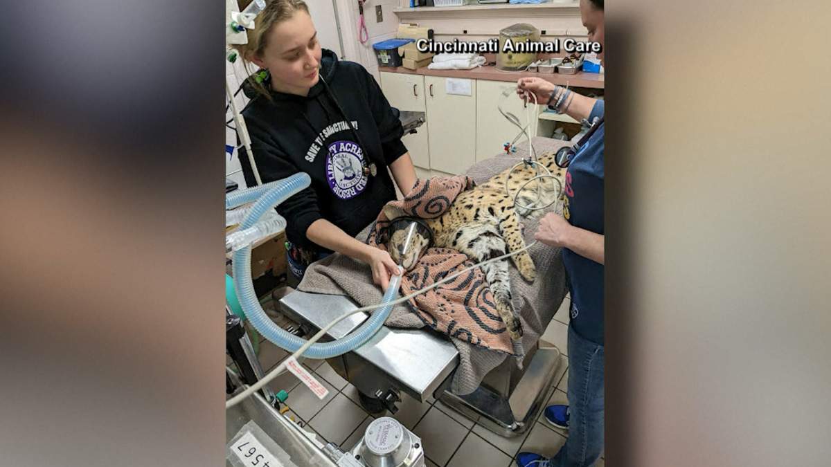 Amorie the serval receiving medical treatment from Cincinnati Animal Care after being exposed to cocaine and breaking its leg during rescue.