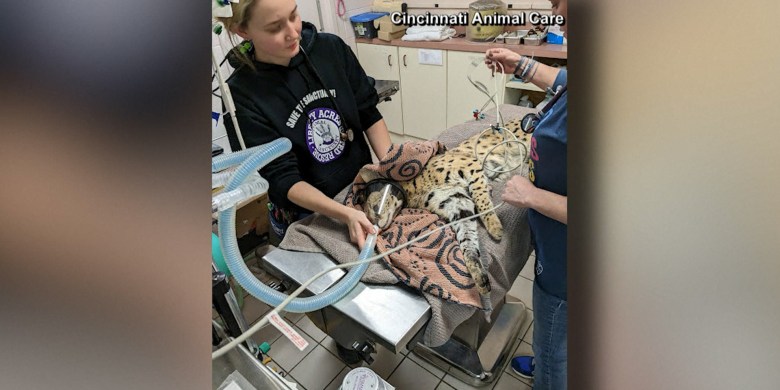 Cocaine cat: Serval found high on narcotics in Ohio neighbourhood