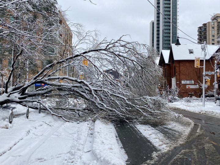 A fallen tree across the road in Toronto after a major winter storm on Saturday, March 4, 2023.