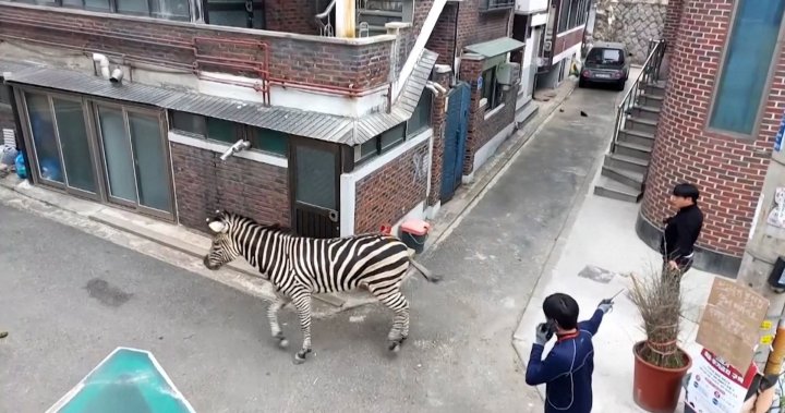 Lonely zebra escapes zoo, runs loose in the streets of Seoul