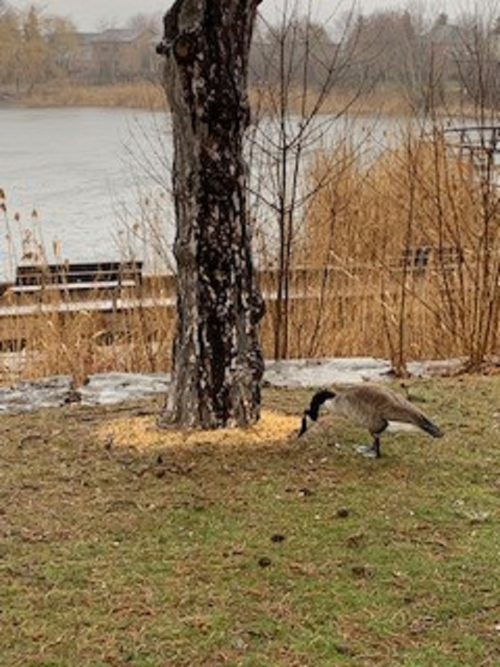 City of Mississauga says piles of meat had been dumped in its parks and greenspaces.
