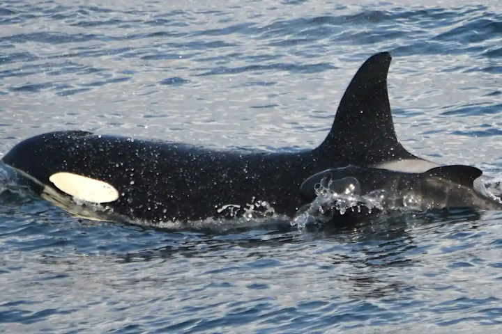 Una orca parece haber adoptado -o secuestrado- a una ballena piloto, sorprendiendo a los expertos
