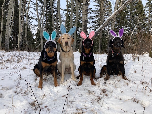 Easter Egg Hunt for Dogs (and their families) - image