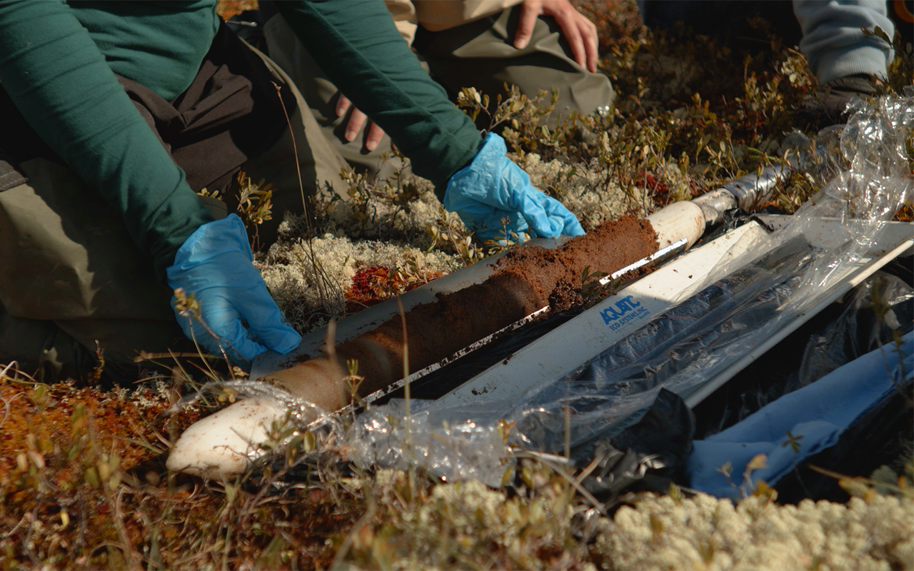 A peat core that was extracted two metres below the surface.