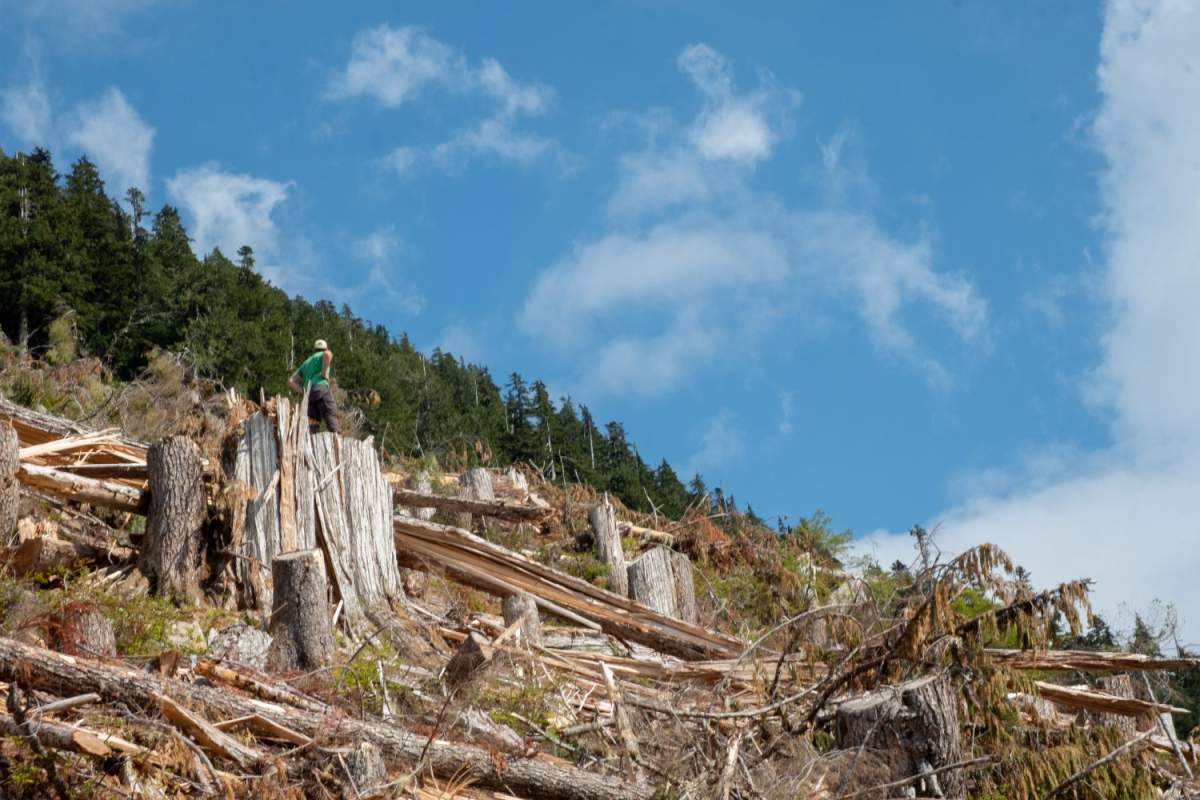 Environmentalists are calling on the government to take more action to preserve B.C.’s old-growth forests.