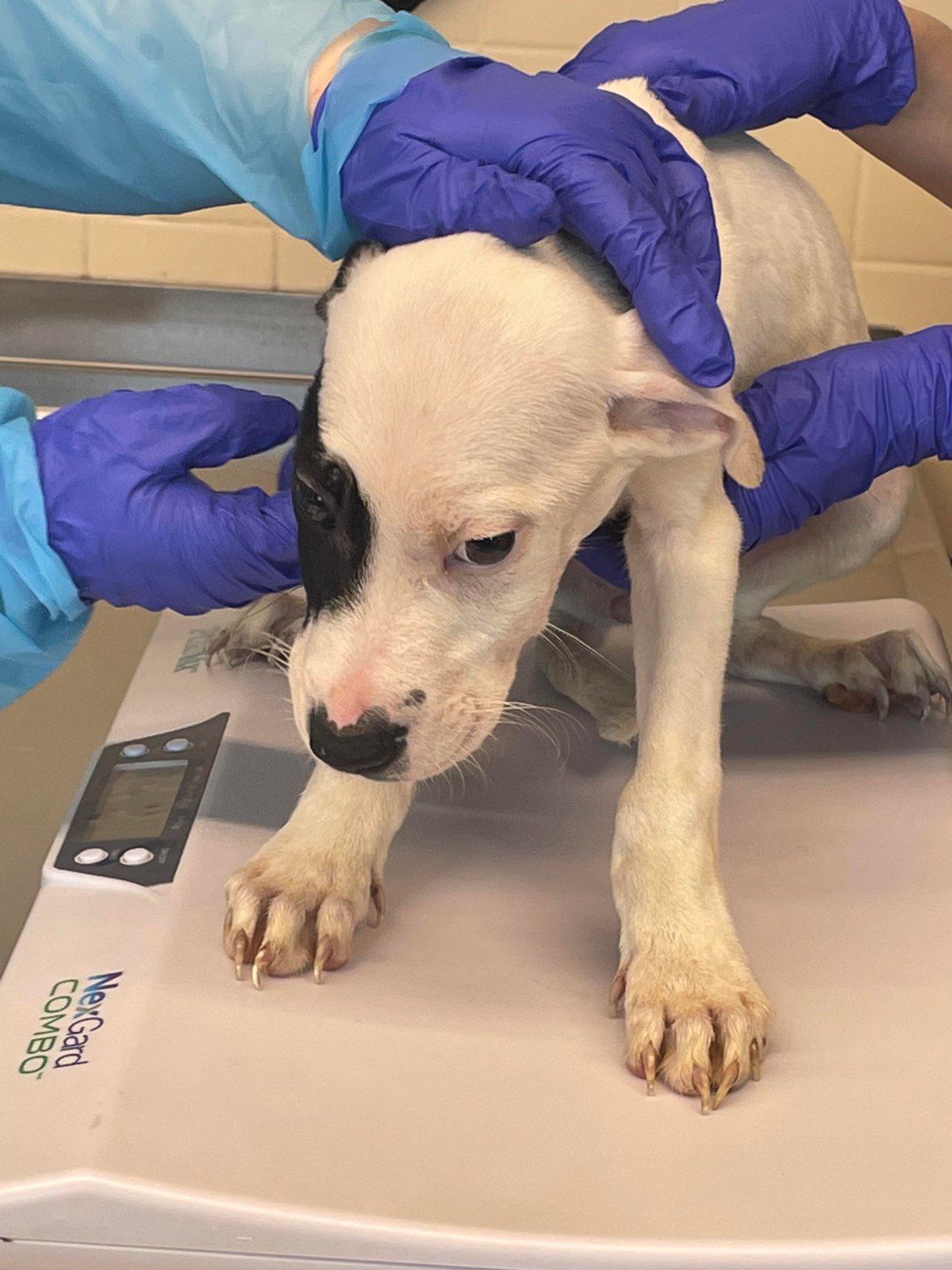 4 emaciated abandoned puppies rescued outside La Salle, Man. Winnipeg