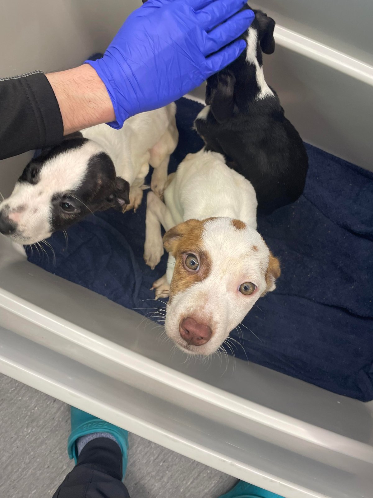 4 emaciated abandoned puppies rescued outside La Salle, Man. - Winnipeg ...