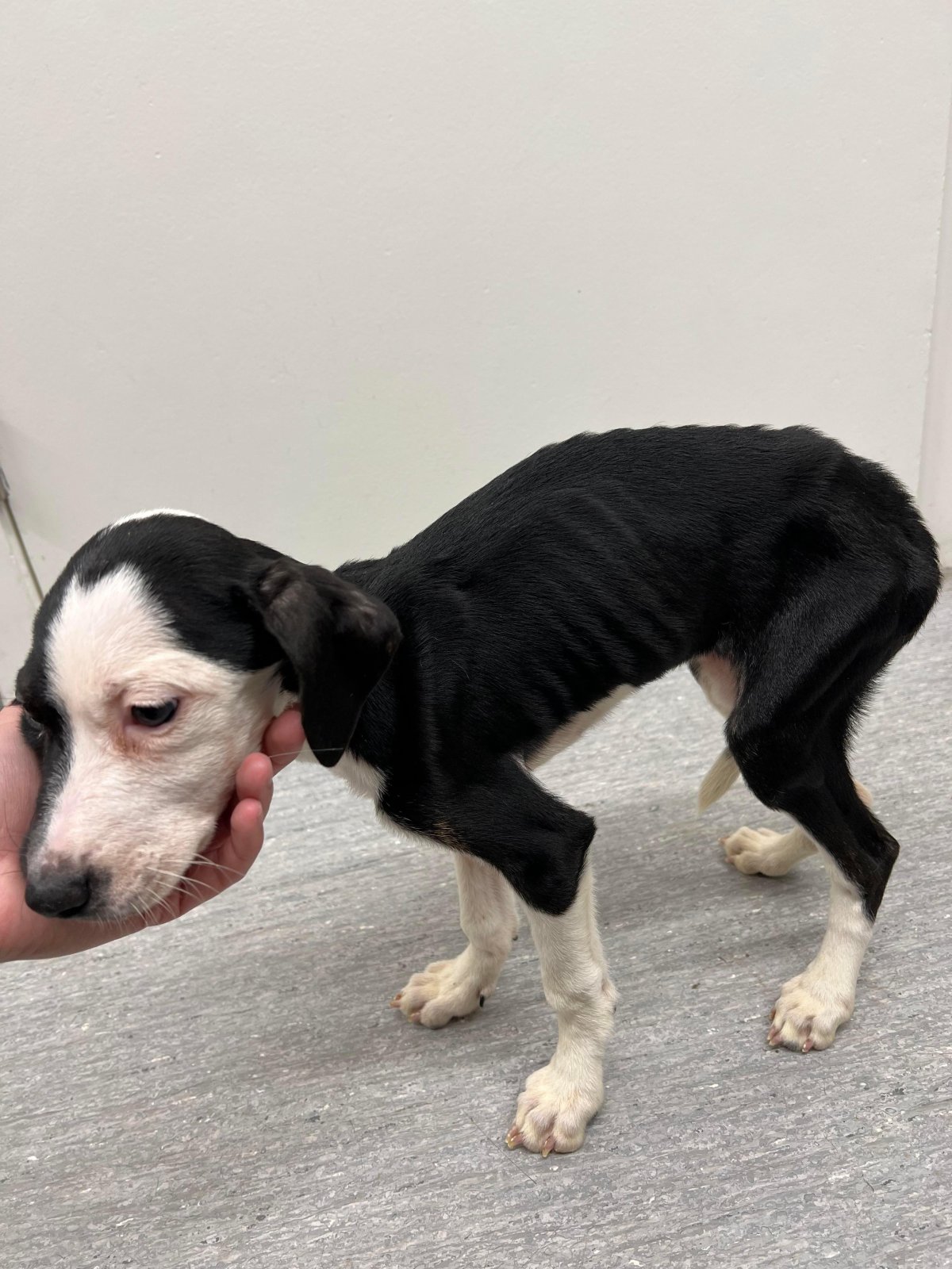 4 emaciated abandoned puppies rescued outside La Salle, Man. - Winnipeg ...