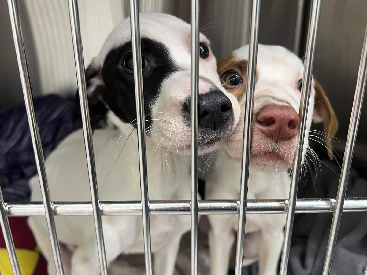 4 emaciated abandoned puppies rescued outside La Salle, Man. - Winnipeg ...
