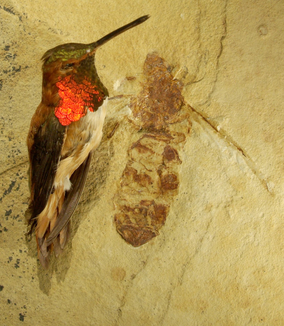 Giant Ant Hummingbird