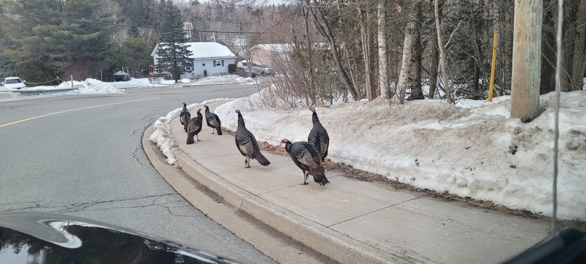 Leggs Learns That Wild Turkeys Have Wings - The Provincetown