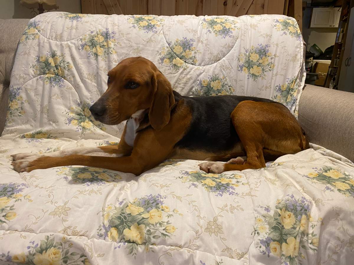 Police have charged a man after a dog was abandoned near Godfrey, Ont. last month.