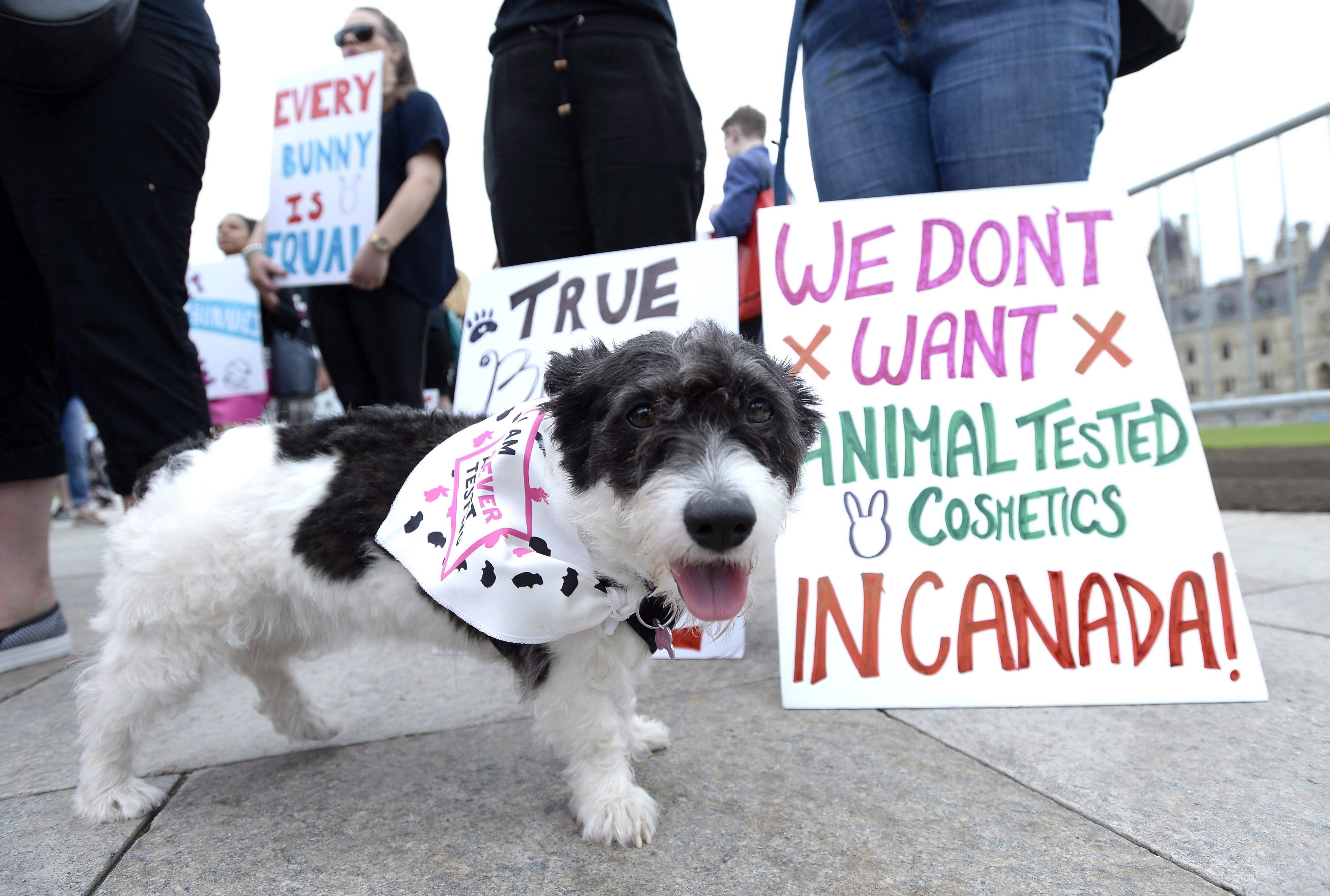 Long Overdue Cosmetic Testing On Animals Now Banned In Canada   Animal Testing Ban Canada 