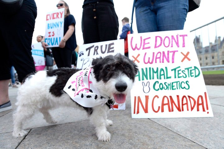 Canada eyes ban on animal testing for cosmetics. What are the alternatives?