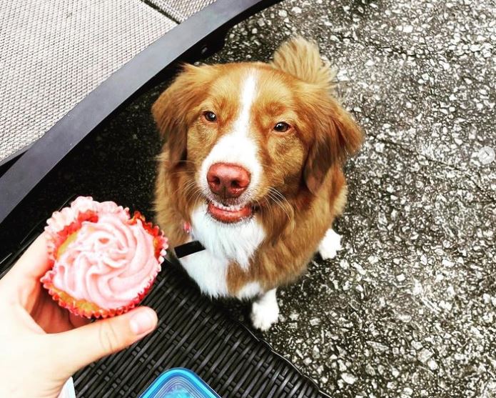 Haela St-Louis started thebarkingbakery.ca to raise money to help rescue animals around the world.