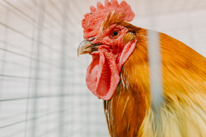 Bird flu’s momentum in Canada worries experts: ‘Potential to become a pandemic’