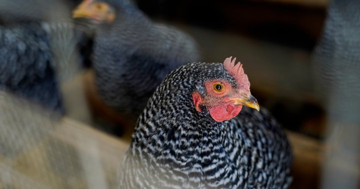 As U.S. sees record chicken prices, economists say it’s unlikely to hit Canada