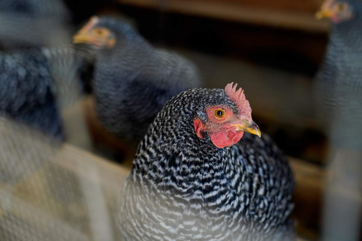 Barred Rock chickens roost in their coop Tuesday, Jan. 10, 2023, at Historic Wagner Farm in Glenview, Ill.