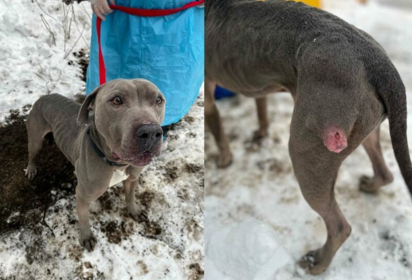 Emaciated, with a lump on his leg, rotting teeth and a bad case of ringworm plaguing him, it didn't seem that a pup named Rolo had much of a chance of survival.