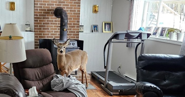D’oh, a deer: Hooved bandit breaks into N.B. home, leaving ‘quite a mess’  | Globalnews.ca
