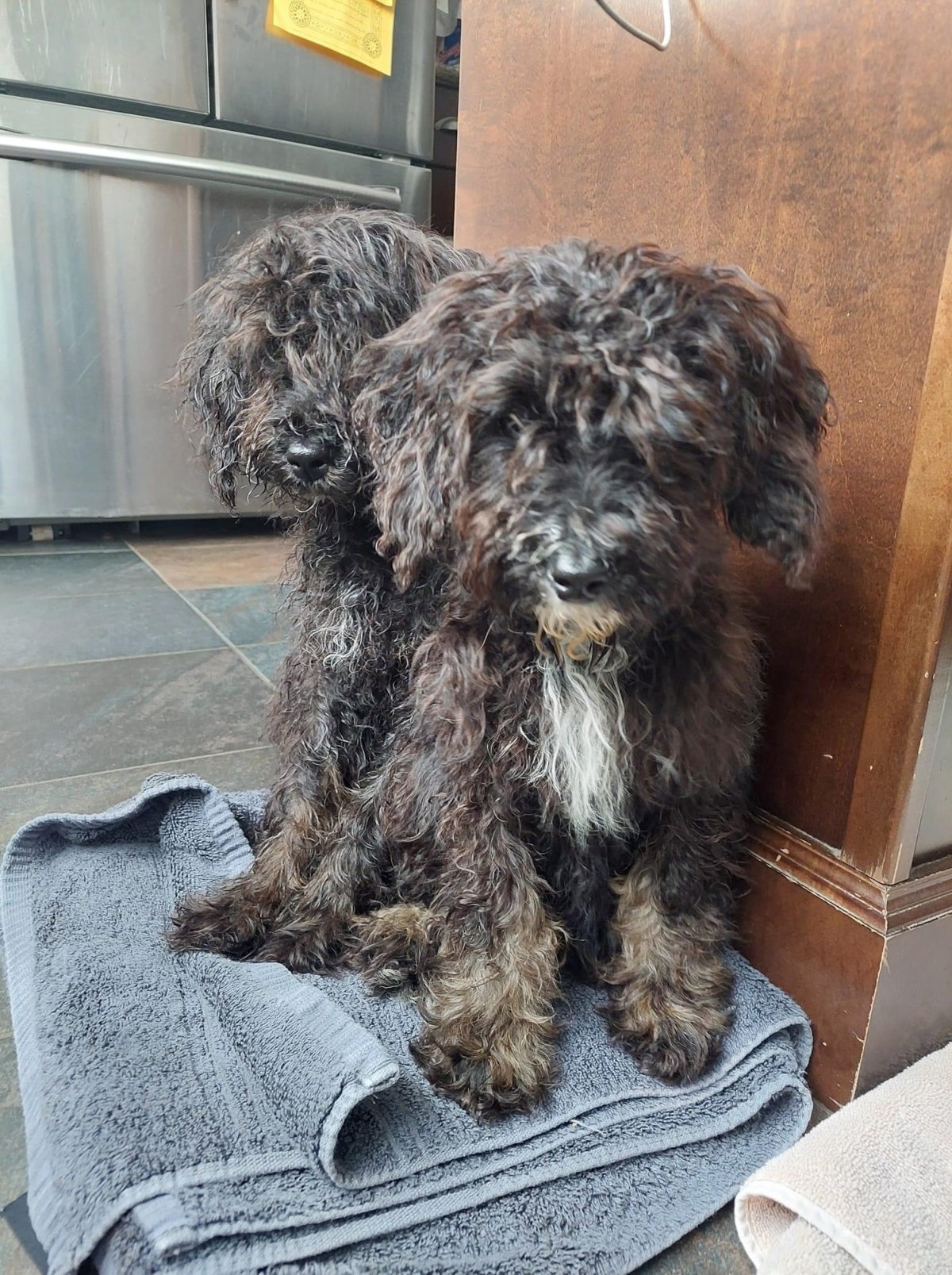 Puppies rescued from alleged puppy mill.