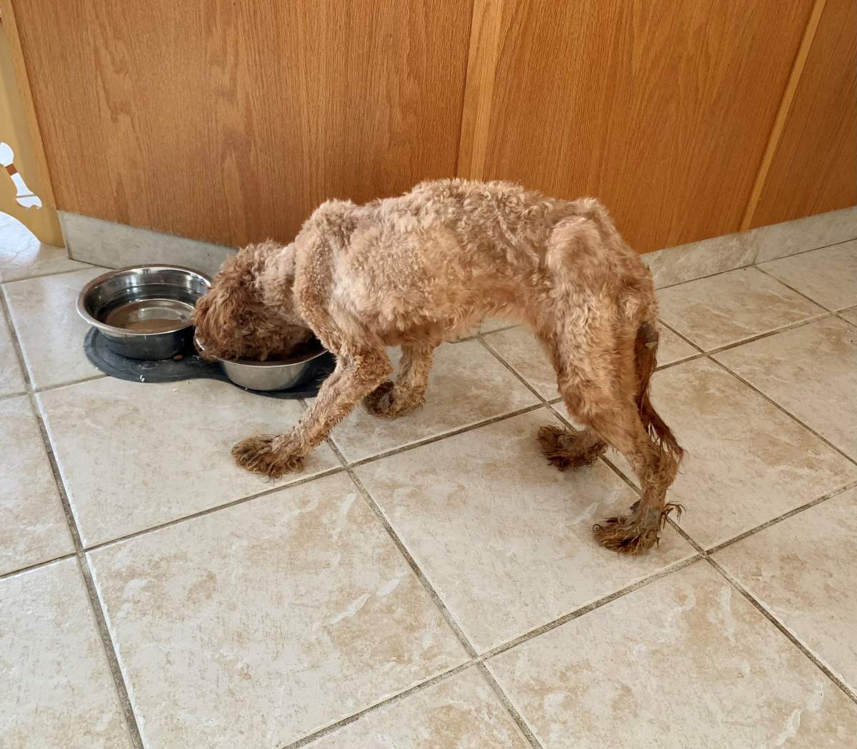 A rescued puppy gets something to eat.