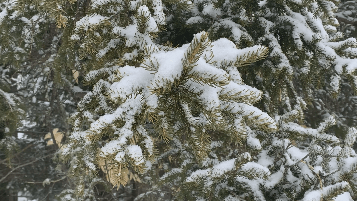 The Canadian Institute of Forestry takes a lot of things into consideration for the award including it’s contribute to the forestry industry itself, as well as sustainability.